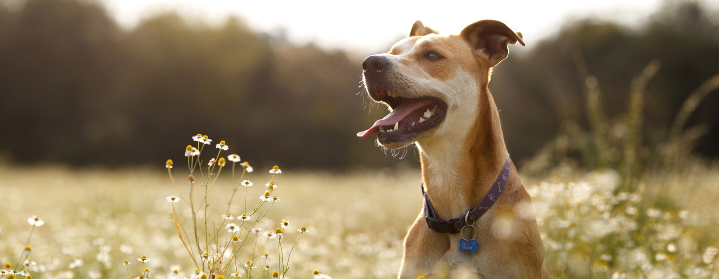 Dog allergy treatment clearance uk